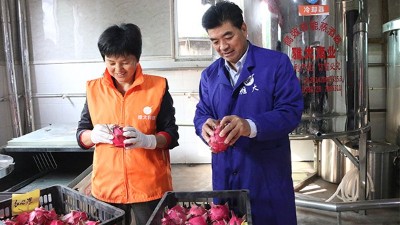 雅大1000斤火龍果酒發(fā)酵中，特邀您體驗(yàn)后期果酒壓榨、滅菌全過(guò)程！