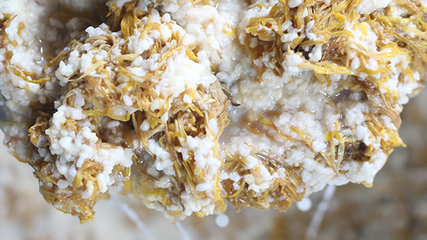 重陽節(jié)養(yǎng)生佳釀，菊花糯米酒的釀酒技藝
