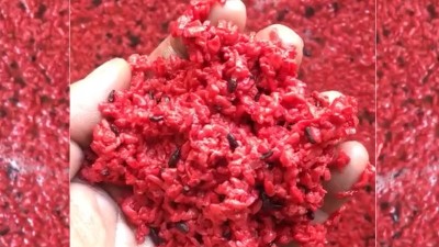 用小型蒸酒設(shè)備釀造純手工紅曲酒，紅火迎新年！